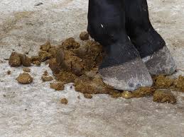Horse manure
